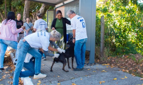 Campanha antirrábica já vacinou 232 cães e 71 gatos em Porto Real
